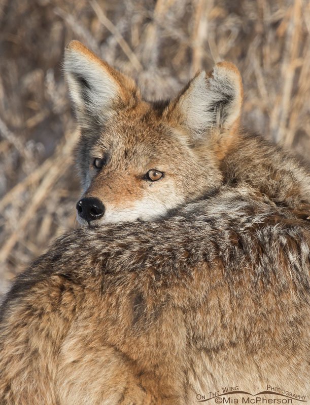Coyote looking over its shoulder, Antelope Island State Park, Davis County, Utah