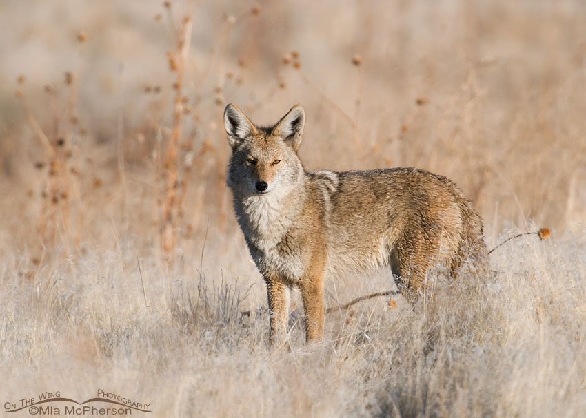 Coyote looking for prey on Antelope Island SP, Antelope Island State Park, Davis County, Utah