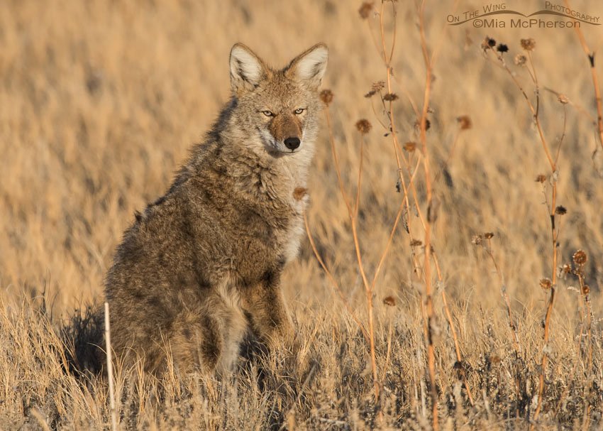Coyote stare, Antelope Island State Park, Davis County, Utah