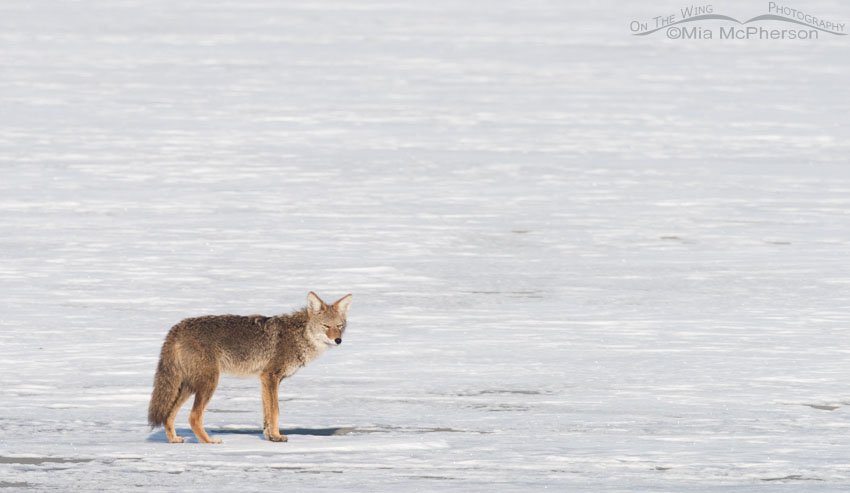 Coyote on the snow-covered mudflats, Antelope Island State Park, Davis County, Utah