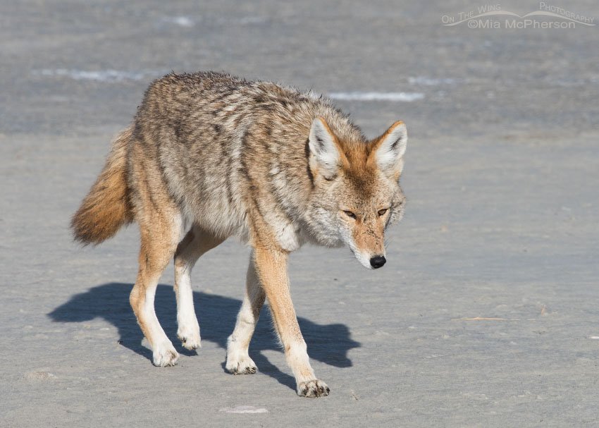 Coyote on the mudflats, Antelope Island State Park, Davis County, Utah