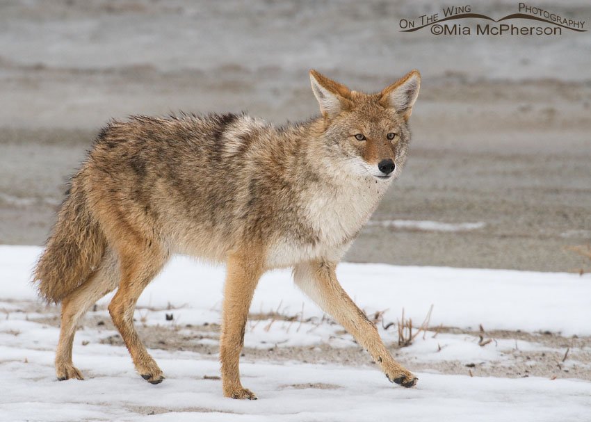 Coyote after an October snow, Antelope Island State Park, Davis County, Utah