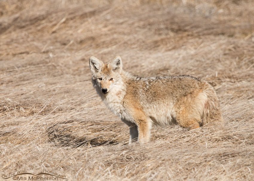 Pale male Coyote in marsh grasses, Antelope Island State Park, Davis County, Utah