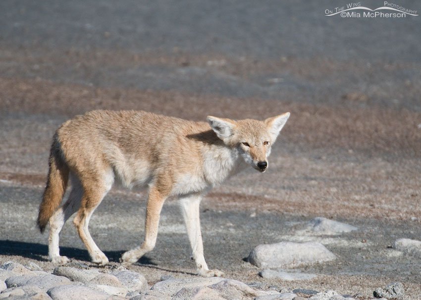 An older Coyote walking the Antelope Island Causeway, Antelope Island State Park, Davis County, Utah