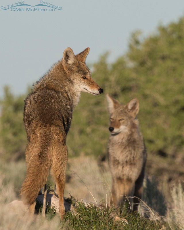 Pair of Coyotes on the north end of Antelope Island, Antelope Island State Park, Davis County, Utah