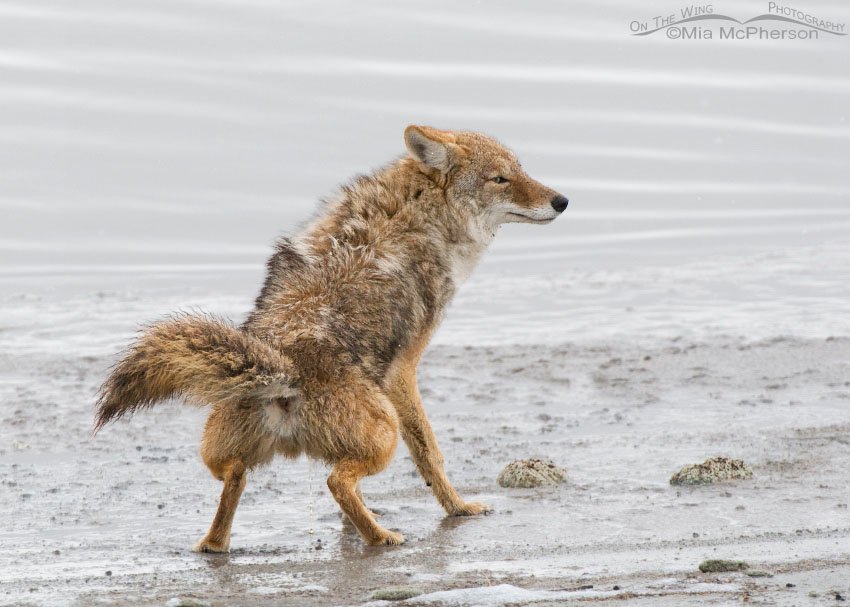 Peeing Coyote, Antelope Island State Park, Davis County, Utah