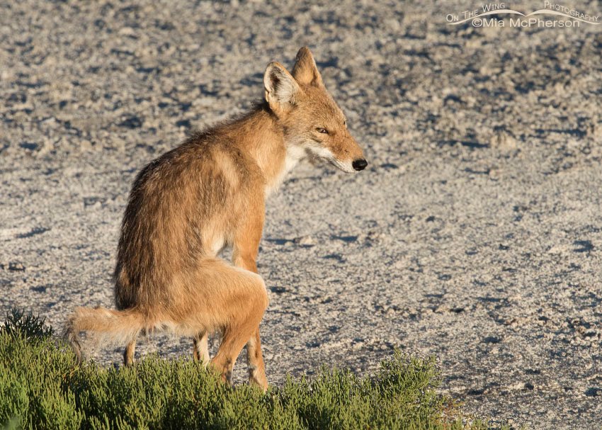 Pooping Coyote, Antelope Island State Park, Davis County, Utah
