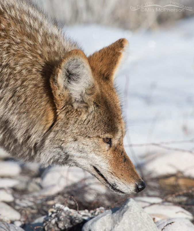 Coyote close up, Antelope Island State Park, Davis County, Utah