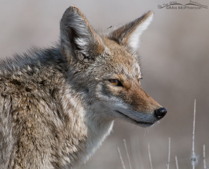 Lone Coyote portrait, Antelope Island State Park, Davis County, Utah