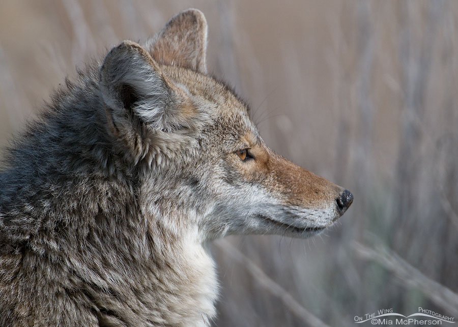 A Noble Beast - Coyote portrait, Antelope Island State Park, Davis County, Utah
