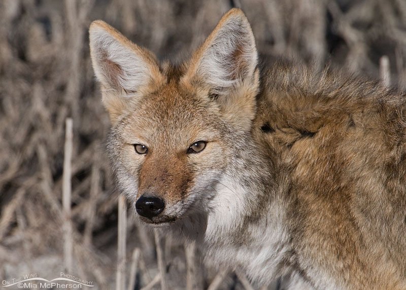 Coyote portrait in autumn, Antelope Island State Park, Davis County, Utah