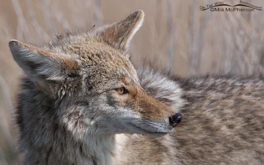Coyote portrait, Antelope Island State Park, Davis County, Utah