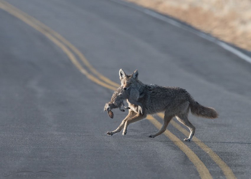Coyote crossing the road with the Golden Eagle's prey, Antelope Island State Park, Davis County, Utah