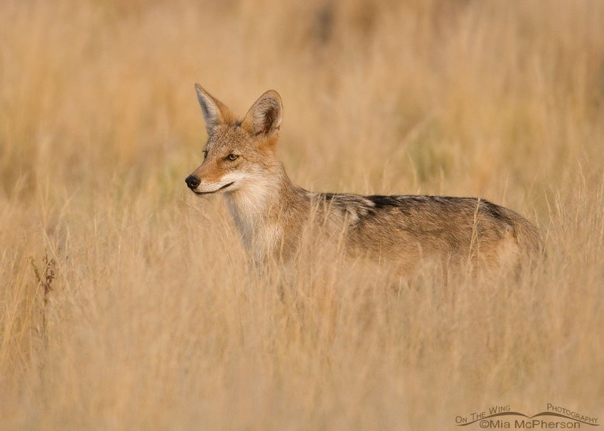 Coyote pup in a grassy prairie, Antelope Island State Park, Davis County, Utah