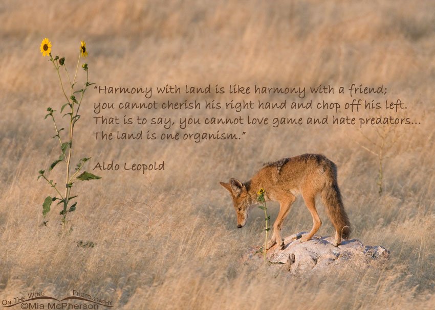 That is to say, you cannot love game and hate predators..., Antelope Island State Park, Davis County, Utah