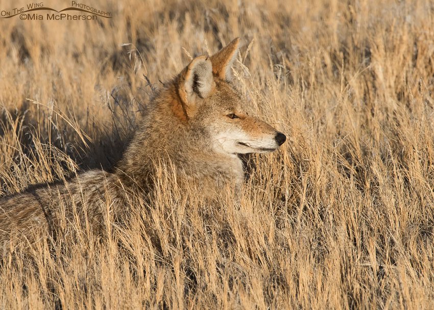 Coyote resting in the grasses, Antelope Island State Park, Davis County, Utah