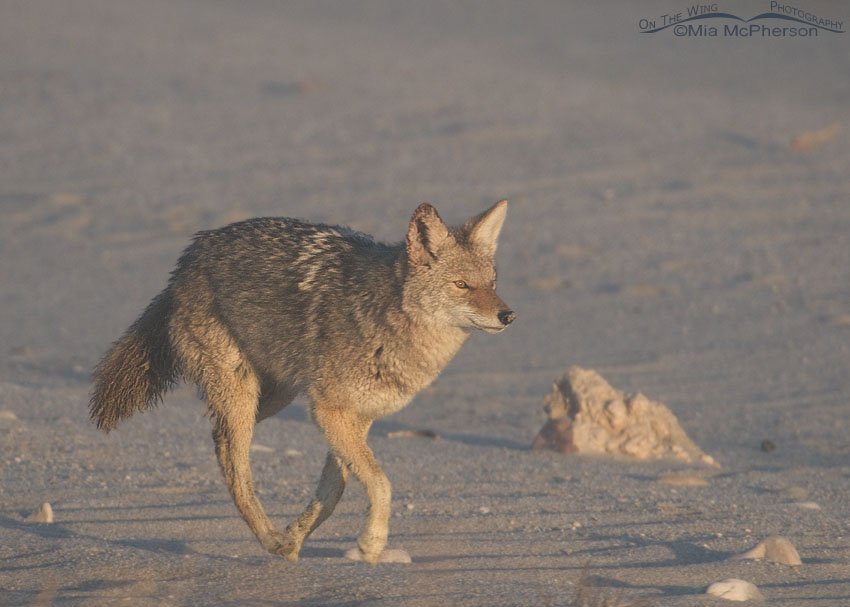 Coyote running in a fog along the Great Salt Lake, Antelope Island State Park, Davis County, Utah