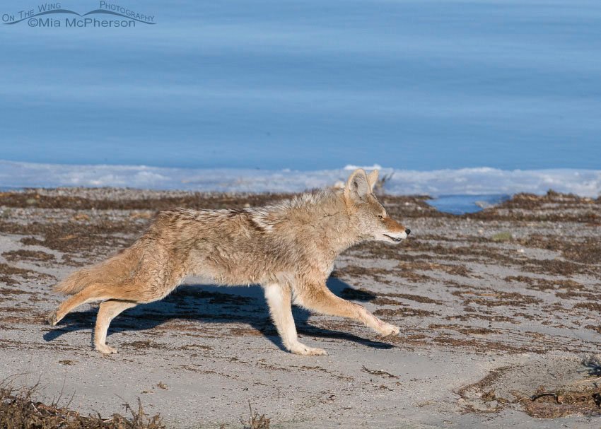 Coyote in a hurry! Antelope Island State Park, Davis County, Utah