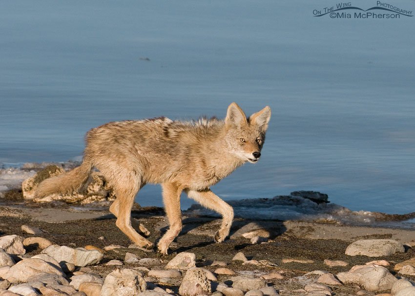 Coyote galloping along on the shoreline of the Great Salt Lake, Antelope Island State Park, Davis County, Utah