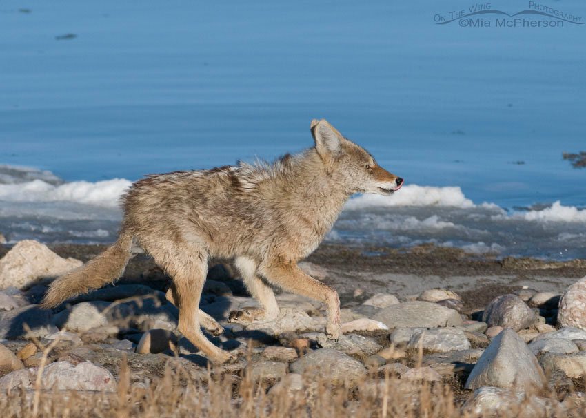 Coyote running along the shore in winter, Antelope Island State Park, Davis County, Utah