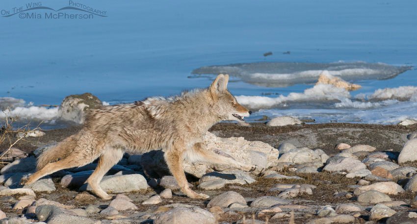 Coyote racing along the shoreline of the Great Salt Lake, Antelope Island State Park, Davis County, Utah