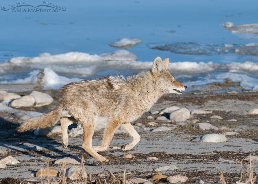 Coyote running the shoreline of the Great Salt Lake, Antelope Island State Park, Davis County, Utah
