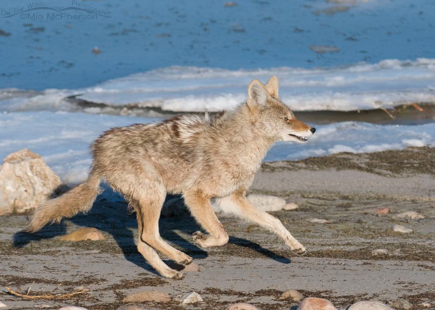 Adult Coyote with three feet off of the ground, Antelope Island State Park, Davis County, Utah