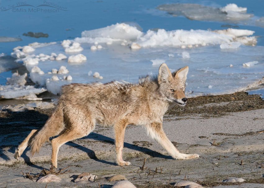 Coyote looking at me from the causeway to Antelope Island, Antelope Island State Park, Davis County, Utah