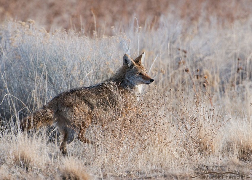 Coyote running along a road, Antelope Island State Park, Davis County, Utah