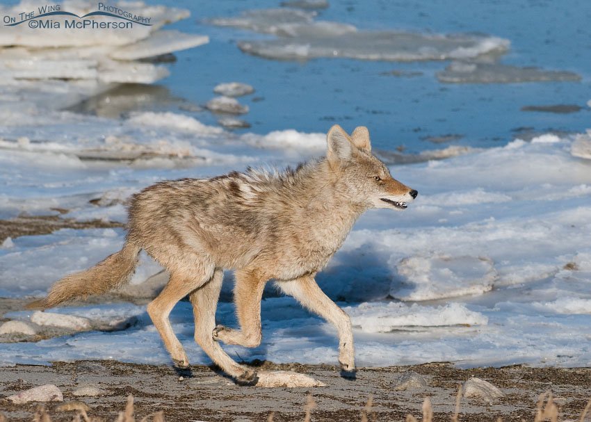 Coyote with all four feet off of the ground, Antelope Island State Park, Davis County, Utah