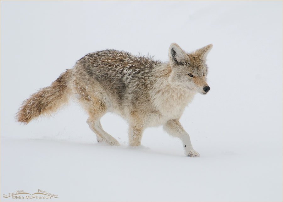 Coyote running across a snow drift, Antelope Island State Park, Davis County, Utah