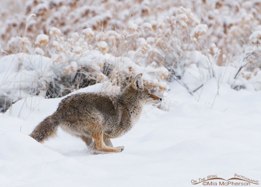 Coyote running through the snow, Antelope Island State Park, Davis County, Utah