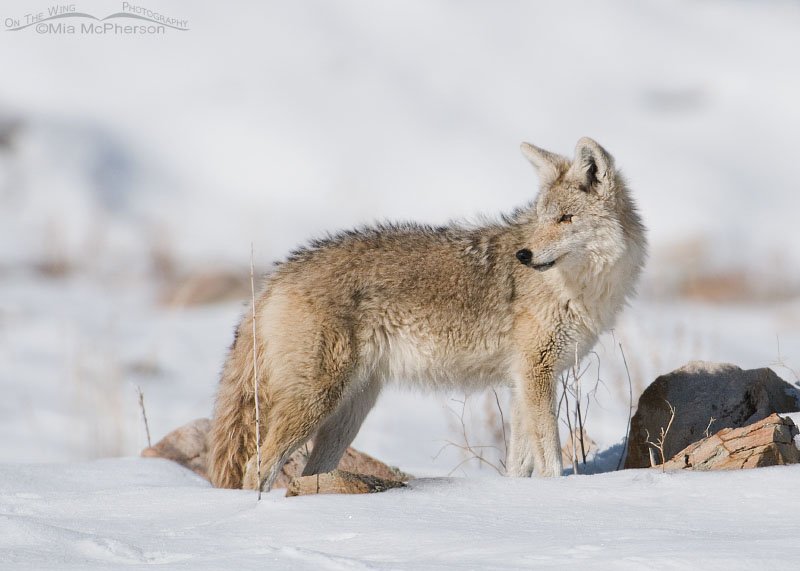 Pale male Coyote on a sunny winter day, Antelope Island State Park, Davis County, Utah