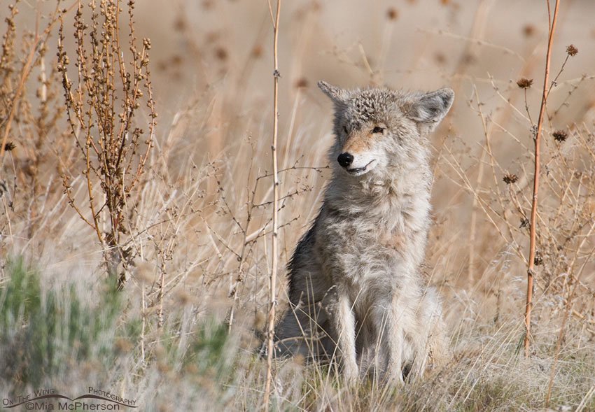 Scruffy Coyote just waking up, Antelope Island State Park, Davis County, Utah