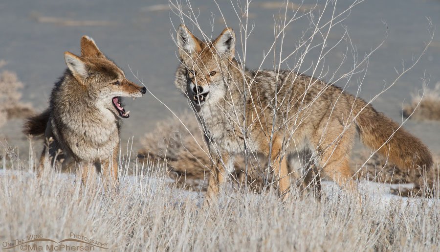 Snarling Coyotes, Antelope Island State Park, Davis County, Utah