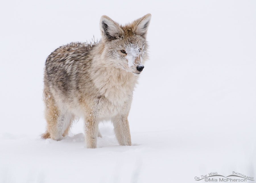 Snow-covered Coyote, Antelope Island State Park, Davis County, Utah