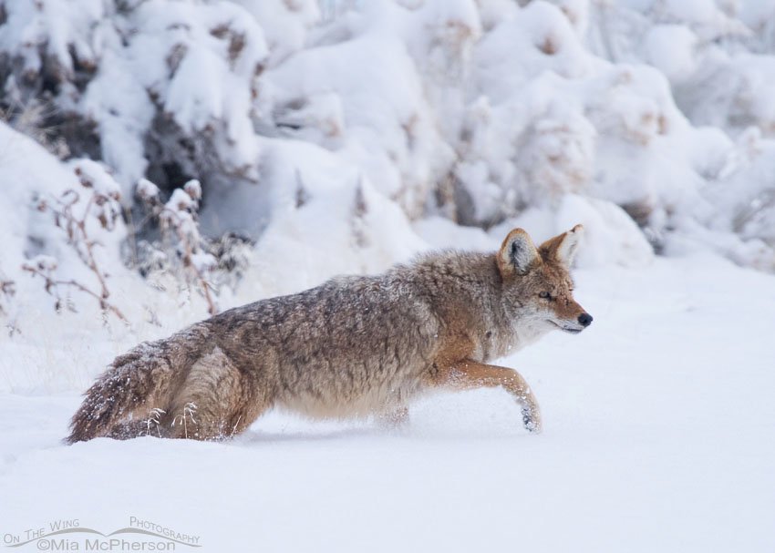 Coyote in a fresh snow, Antelope Island State Park, Davis County, Utah