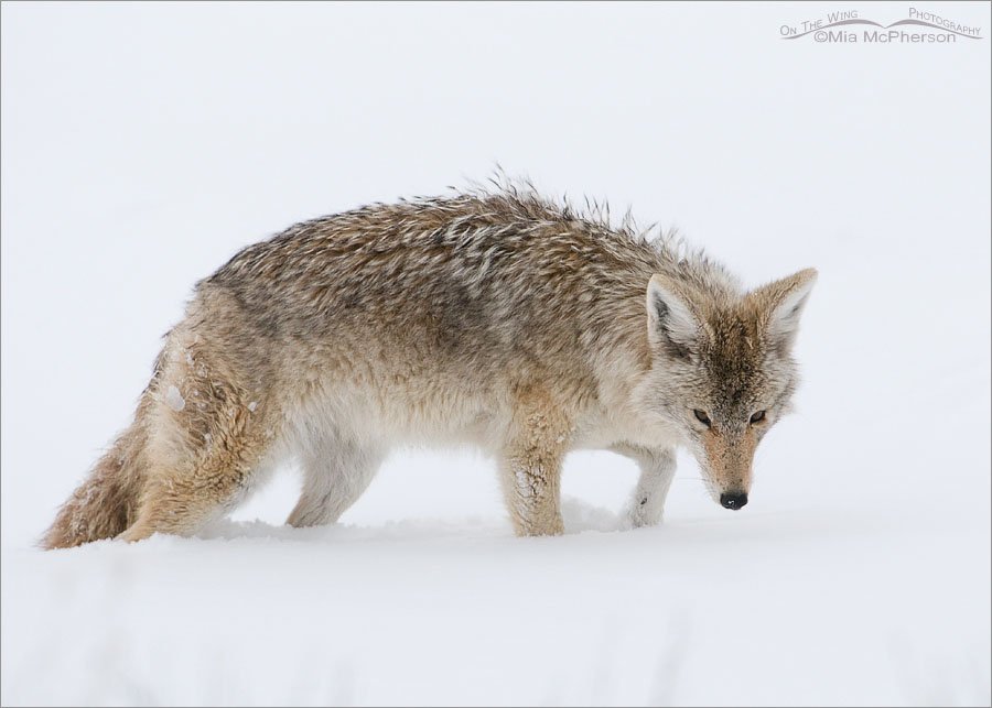 Coyote sniffing for voles in snow, Antelope Island State Park, Davis County, Utah