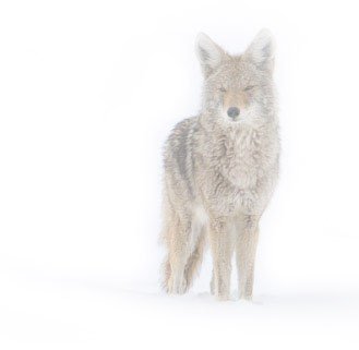 Coyote in a Snow Storm