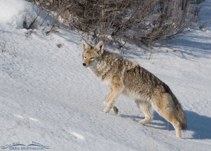 Coyote on a snow covered hillside, Antelope Island State Park, Davis County, Utah