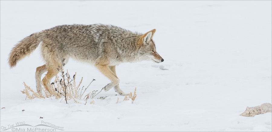 Coyote hunting in the snow, Antelope Island State Park, Davis County, Utah
