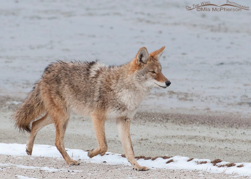Coyote in fresh snow, Antelope Island State Park, Davis County, Utah