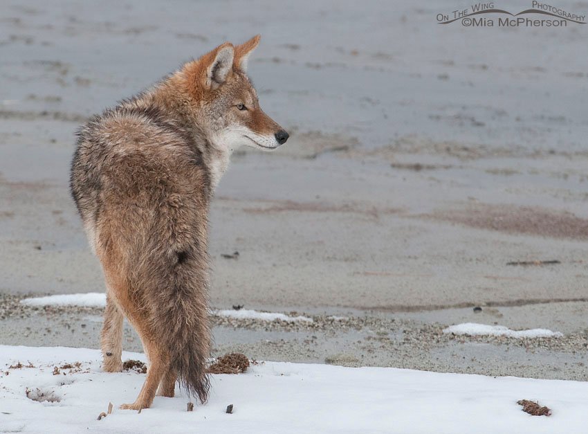 Coyote and snow along the causeway, Antelope Island State Park, Davis County, Utah