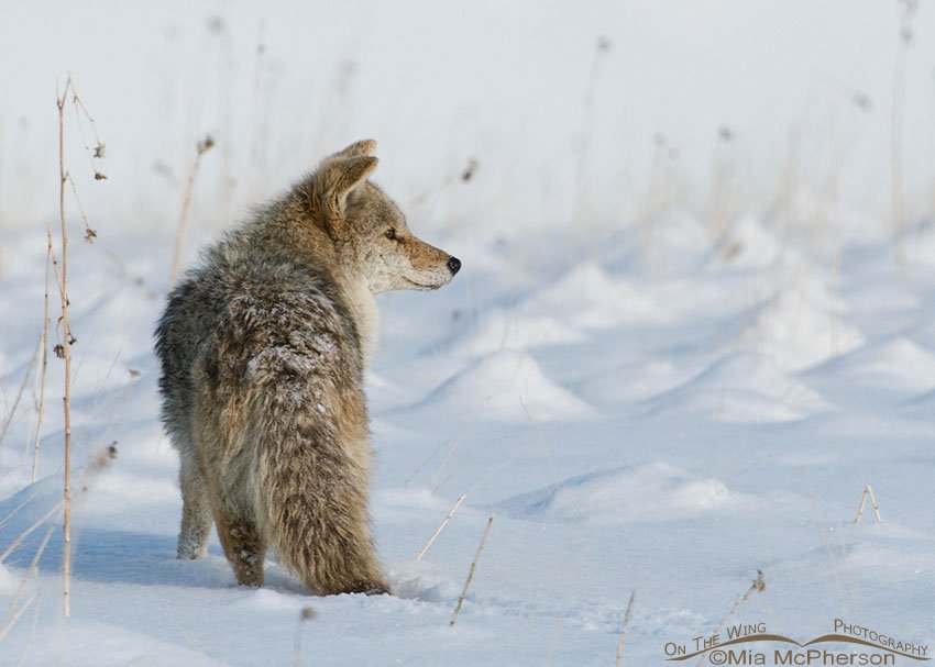 Ole Scarface the Coyote hunting in snow, Antelope Island State Park, Davis County, Utah
