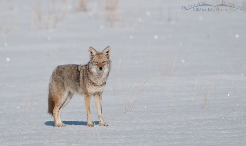 Coyote on a sunny winter day, Antelope Island State Park, Davis County, Utah