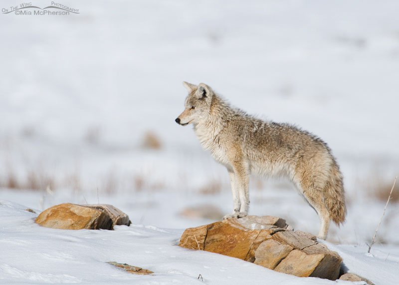 Pale male Coyote standing on a rock in the snow, Antelope Island State Park, Davis County, Utah