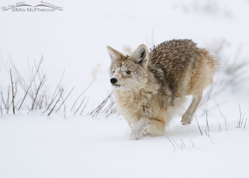 Pale Coyote running in the snow, Antelope Island State Park, Davis County, Utah