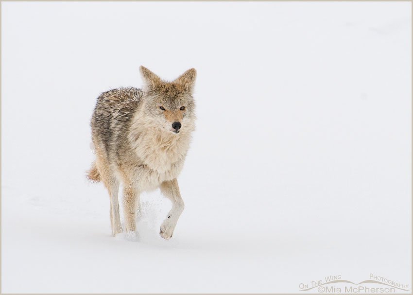 Coyote running in the snow on Antelope Island SP, Antelope Island State Park, Davis County, Utah
