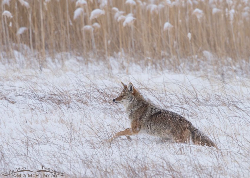Coyote moving towards the mule deer carcass, Antelope Island State Park, Davis County, Utah