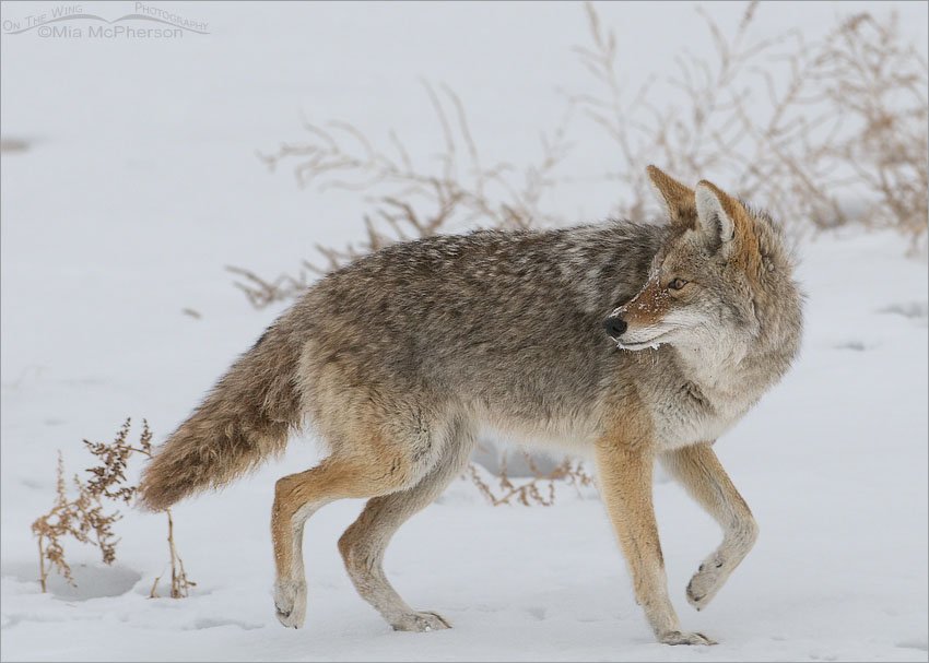 Song Dog in the snow, Antelope Island State Park, Davis County, Utah